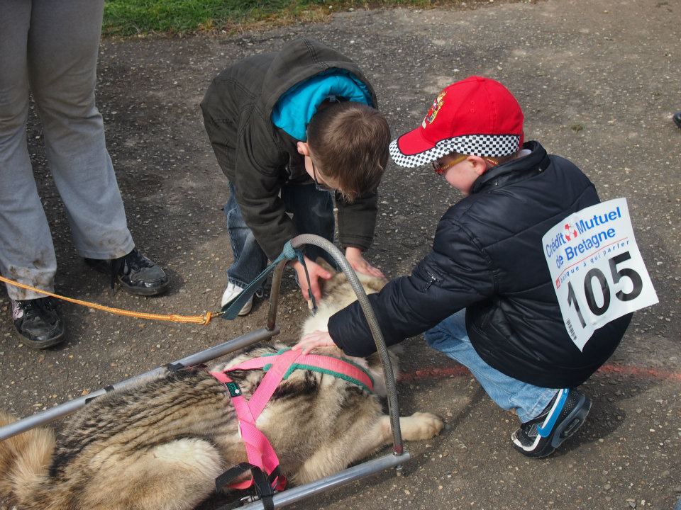 Baptême avec chiens de traîneaux