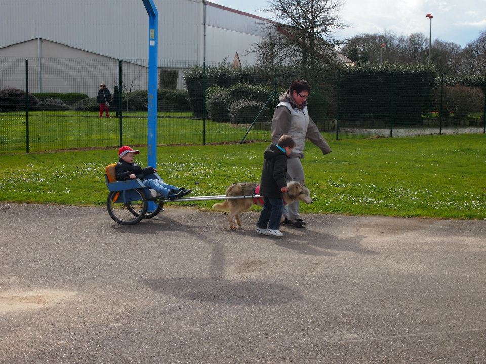 Chiens de traîneaux