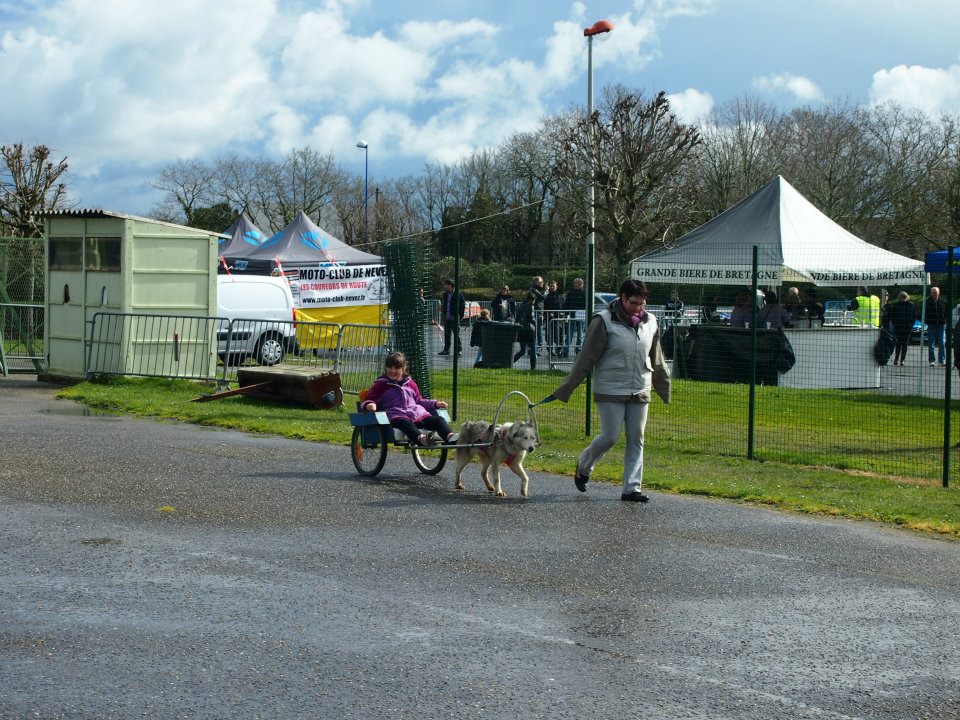 Chiens de traîneaux 